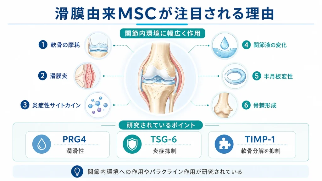 滑膜由来MSCの関節内環境への作用とPRG4・TSG-6・TIMP-1の研究ポイント